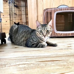 【動画あり】窓辺で外を眺めるのが大好き！