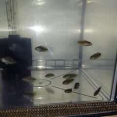 アピストグラマボレリーオパール稚魚10匹の画像