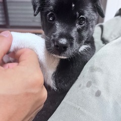 仮名　ランちゃん　決定 - 犬