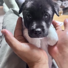 仮名　ランちゃん　決定 - 今治市
