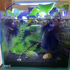 GEX AQUARIUM グラステリア250水槽