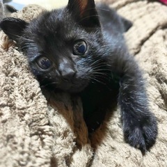 保護猫(再投稿)
