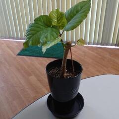 ウンベラータ・鉢植え2（プラ製）