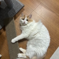 1歳マンチカン（長足）オス　去勢済