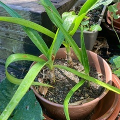 レア★ハマユウ　6号　ハマオモト　赤葉　銅葉 レア☆ハマユウ 6号 ハマオモト 赤葉 銅葉 レア☆1 ハマユウ 6号