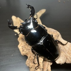 【びざーるマーケット】カブトムシ、クワガタ販売‼️ − 兵庫県