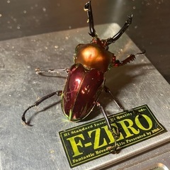 【びざーるマーケット】カブトムシ、クワガタ販売‼️ - 神戸市
