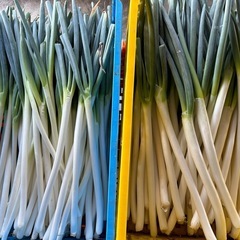規格外白ネギ3kg