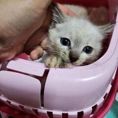 ミルクから育てた女の子　カリカリが食べれます