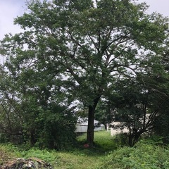 キハダ　　原木