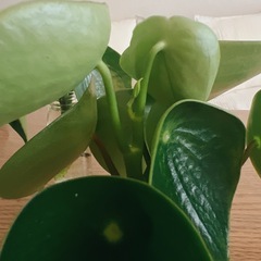 ペペロミアジェイド 根付き苗の画像