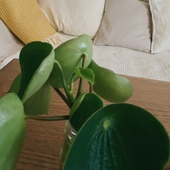 ペペロミアジェイド 根付き苗の画像