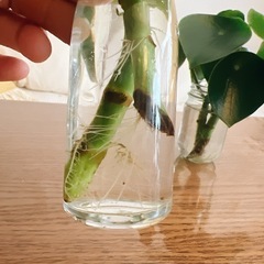 ペペロミアジェイド 根付き苗の画像