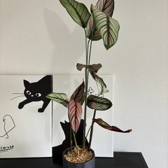 【ゆうさんに決まりました】カラテア ホワイトスター 4号