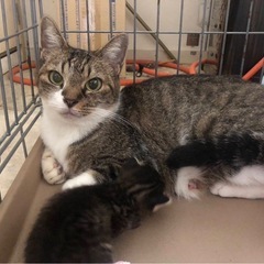 猫の里親募集中（再開です！）