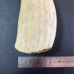 まっこうクジラの牙 印材 根付 希少部位 Yahoo!オークション