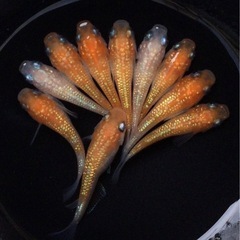 ⭐️王華系　紅白ラメダルマ⭐️ ショート 10匹