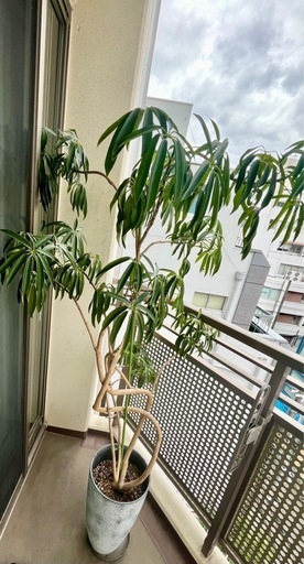 観葉植物 アンガスティフォリア 大きめサイズ
