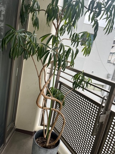 観葉植物 アンガスティフォリア 大きめサイズ