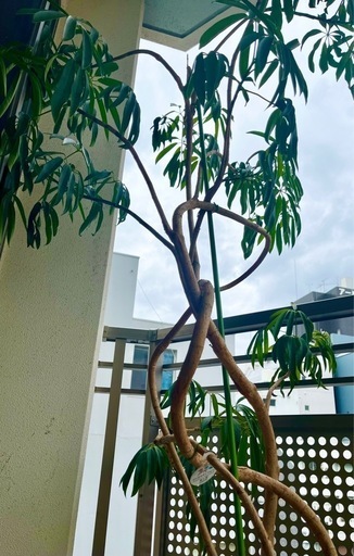 観葉植物 アンガスティフォリア 大きめサイズ