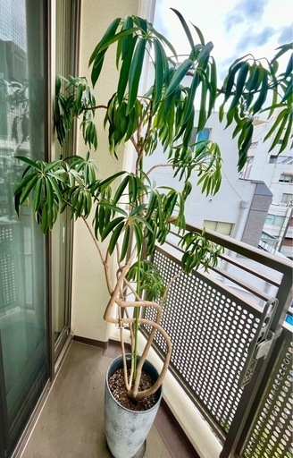 観葉植物 アンガスティフォリア 大きめサイズ