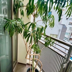 観葉植物 アンガスティフォリア 大きめサイズ