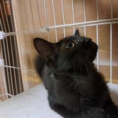 半長毛の黒ちゃん😽ご家族に迎えて下さい😽