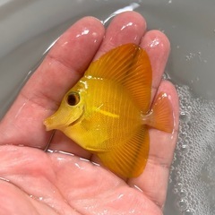 ゴマハギ　イエロー　①