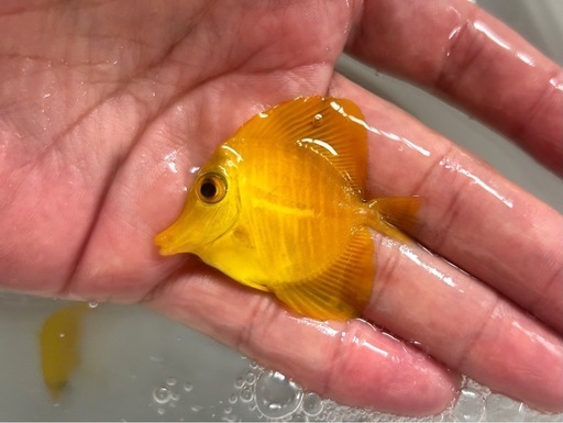 ゴマハギ　イエロー②