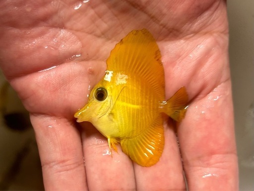 ゴマハギ　イエロー③