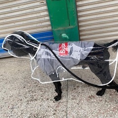 犬用　レインコート　XXXLの画像