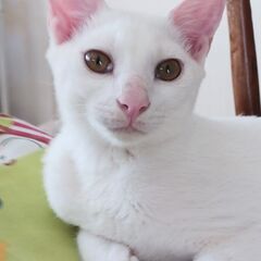 （お見合い決定）白猫兄妹「ゆず♀」