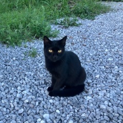 猫を育ててくださる方、探しています。
