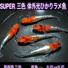 SUPER三色💐最高級三色.体外光.ひかりラメ魚【⒍+α計⒏匹 ...