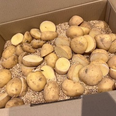 【種じゃがいも】三重丸