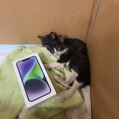 生後1ヶ月半　女の子 - 仙台市