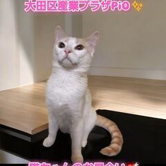 10/6(日)譲渡会。生後7か月足長マンチカン♂(⋈◍＞◡＜◍)。✧♡
