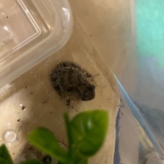 アマガエル