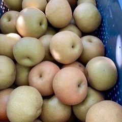 そろそろ出荷予定です。小玉20個1200円