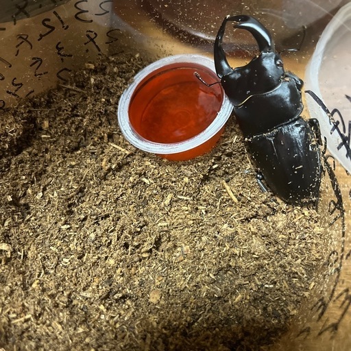 オオクワガタ