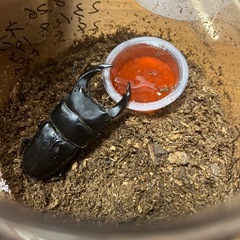 オオクワガタ