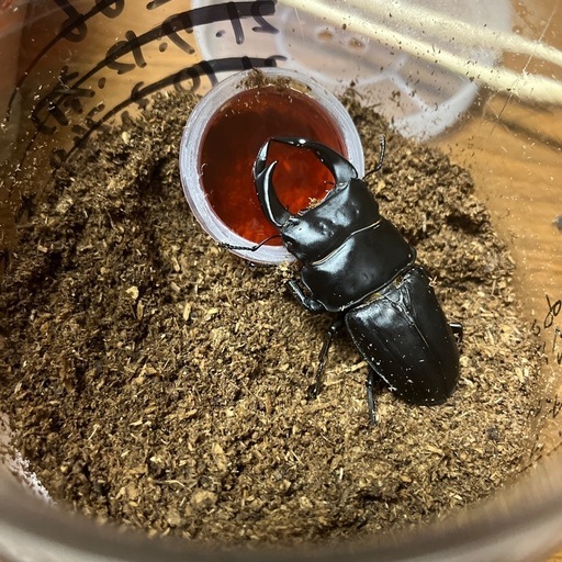 オオクワガタ
