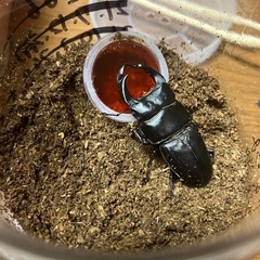 オオクワガタ