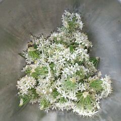 ニラの花５０ｇ。美味ですよ〜😋今週末まで。の画像