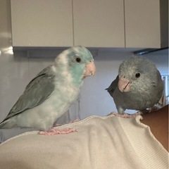 マメルリハのつがい里親募集