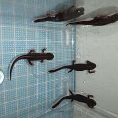 オキナワシリケンイモリ幼体5匹（上陸済み、人工餌OK、送料別）#202415の画像