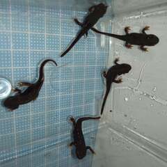 オキナワシリケンイモリ幼体5匹（上陸済み、人工餌OK、送料別）#202415の画像