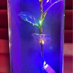 Rose of Love レインボーの画像