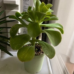 多肉植物 パリダ　