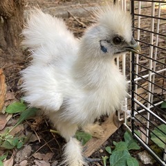 烏骨鶏　2ヶ月 （7/27生）　性別不明　